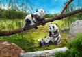 PLAYMOBIL 70353 FAMILY FUN Pandy