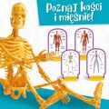LISCIANI 100224 IM A GENIUS Poznaj ciało człowieka