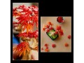 LEGO Botanicals 10348 Klon palmowy bonsai